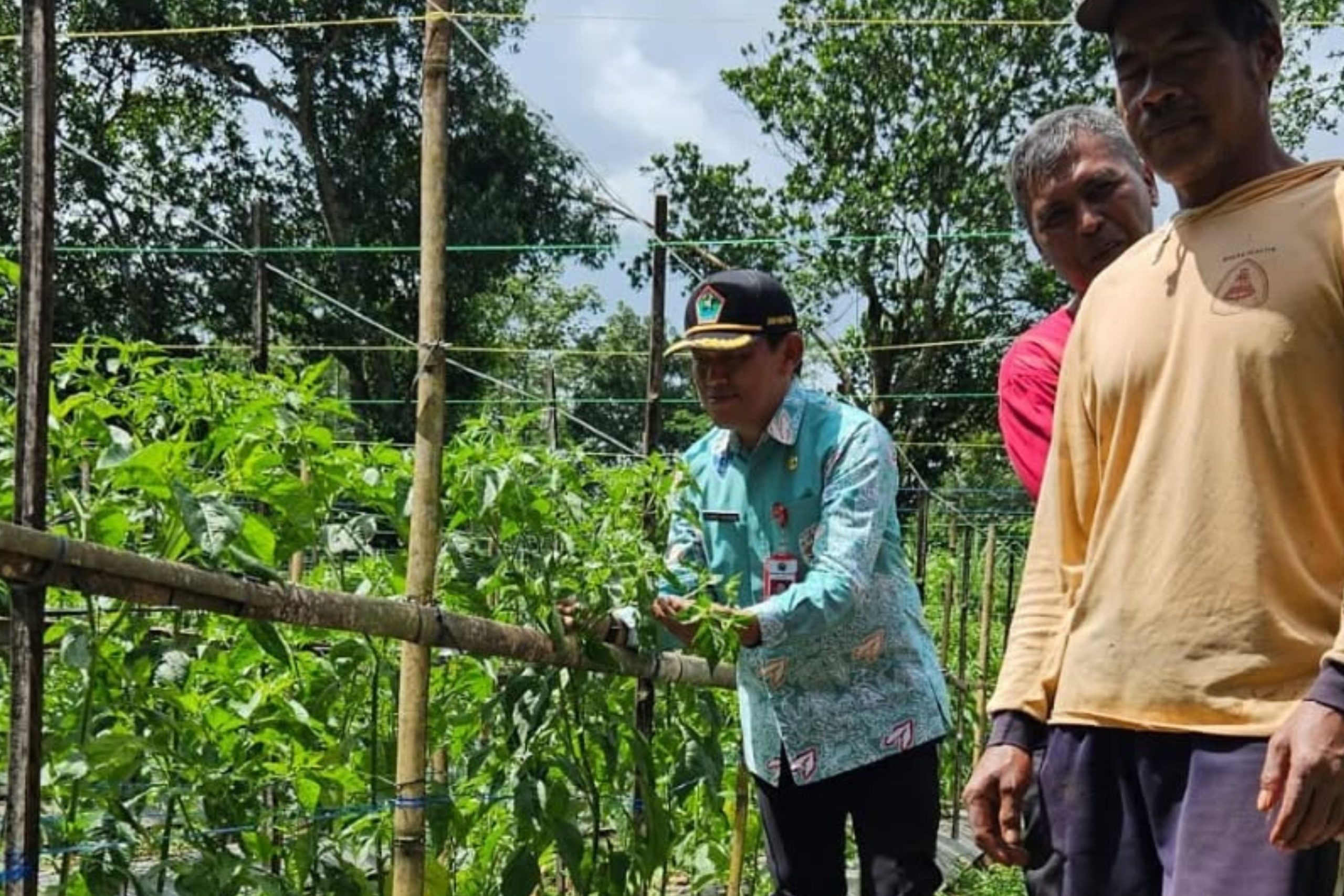 Budidaya Cabai di Kota Malang
