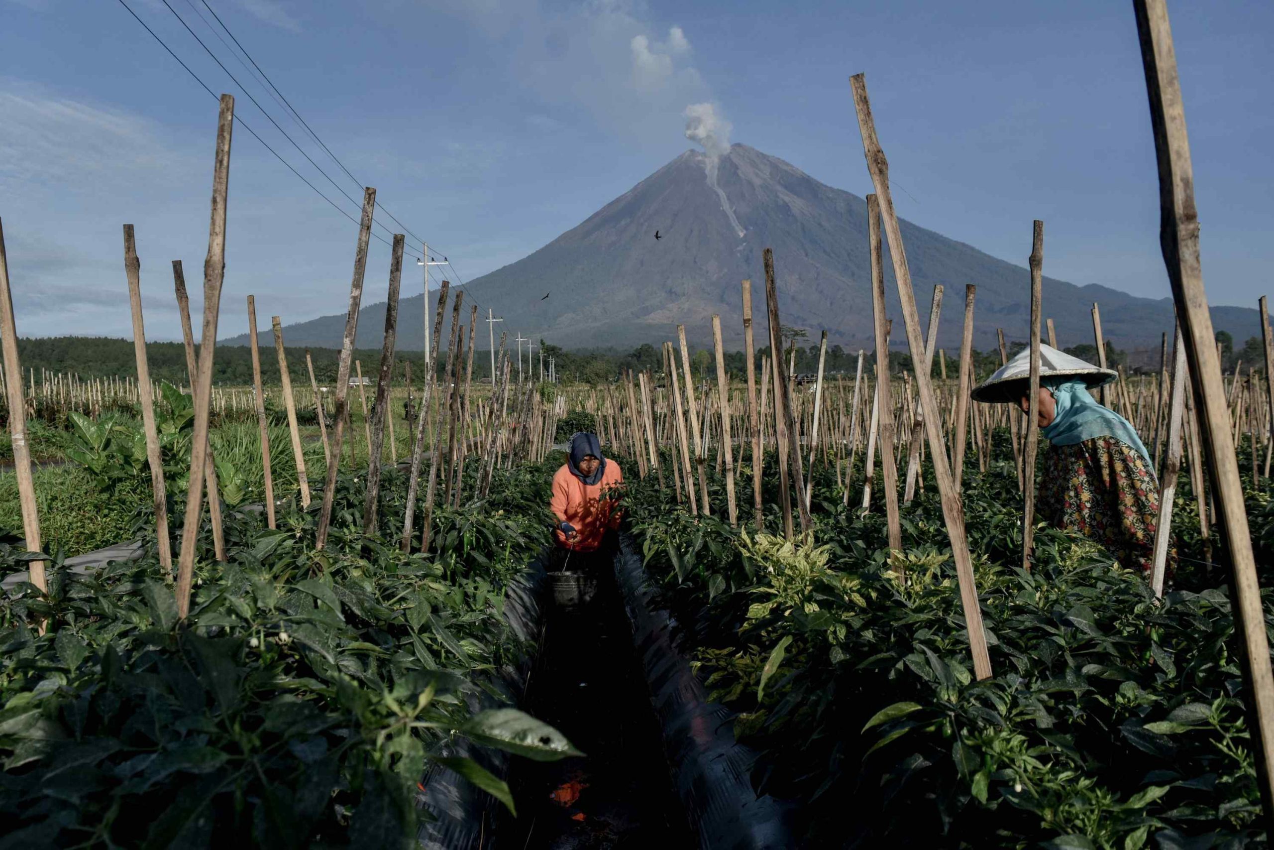 Petani lereng Semeru