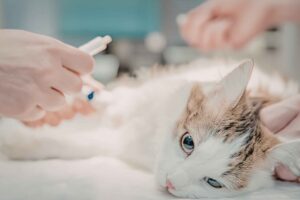 Kasus Rabies Kabupaten Malang