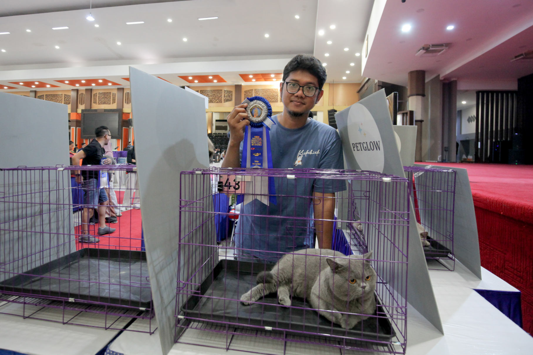 Kucing British shorthair 