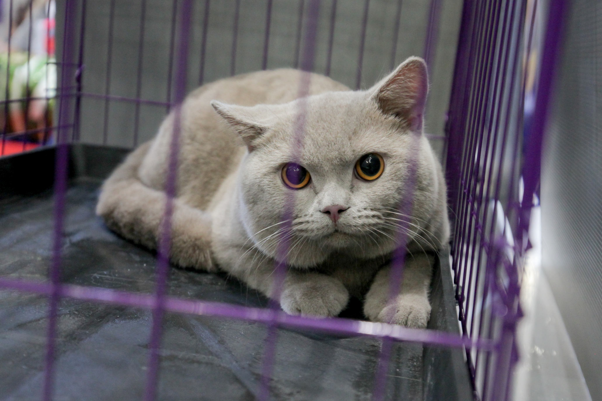 Kucing Bsh